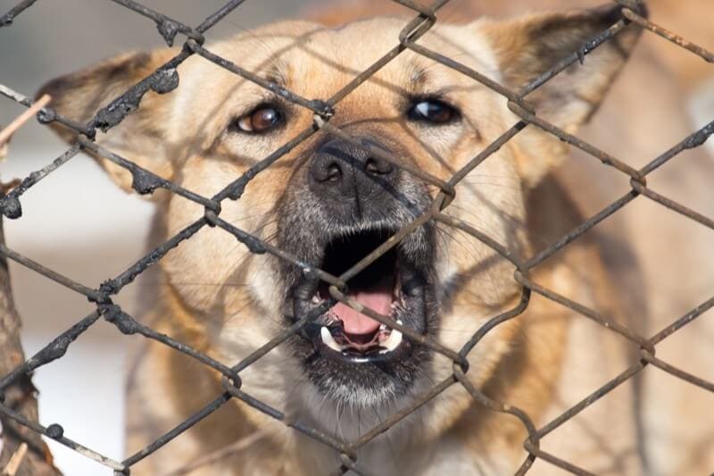 an agitated dog barking through a chain link fence